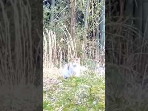 庭に見知らぬ生物が現れた結果。。 A mysterious creature appeared in my yard…… サムネイル