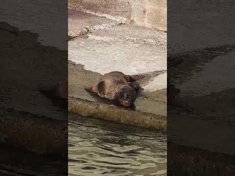夢の中でも泳いでいる?