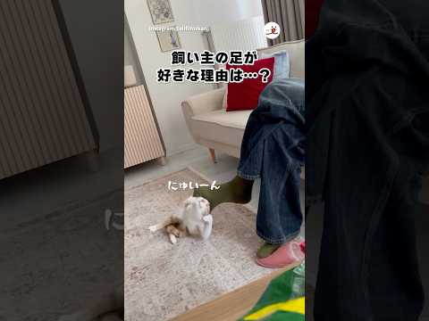飼い主の足が好きすぎる|PECO