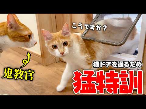 ”猫ドア”が通れなくて困り果ててた子猫たちに通り方をもう特訓して伝授します。