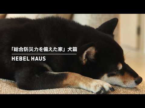 HEBEL HAUS｜ペットが幸せ、というしあわせ。 サムネイル