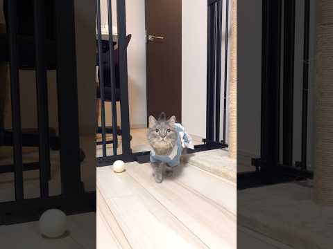 Stylish Cats Following Their Owner 🐈👗 shorts cat cats cute… サムネイル