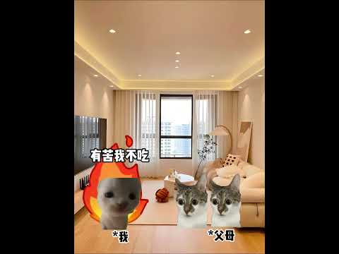 当父母对我很失望时 有趣 猫meme 猫meme剧场 猫meme小剧场 内容过于真实  故事 貓 猫猫meme小剧场…