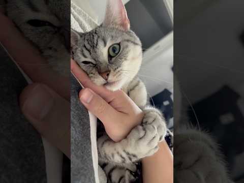 朝起きたら猫が腕に巻き付いてて、遅刻確定した... cat 猫