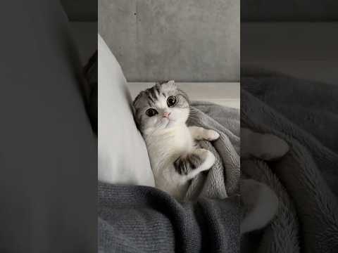 Merry Xmas😽🎄 cat 猫 サムネイル