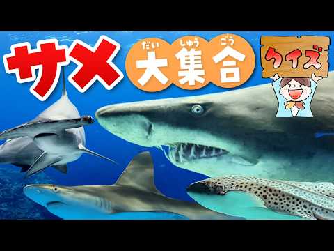 最強のサメはだれ？🦈サメ好き必見！全国の水族館でサメクイズ【総集編】 サムネイル