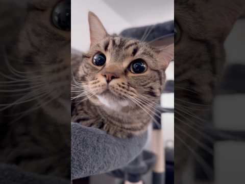 パパ帰宅で大喜びな愛猫たちが可愛すぎる...!! cat 猫 サムネイル