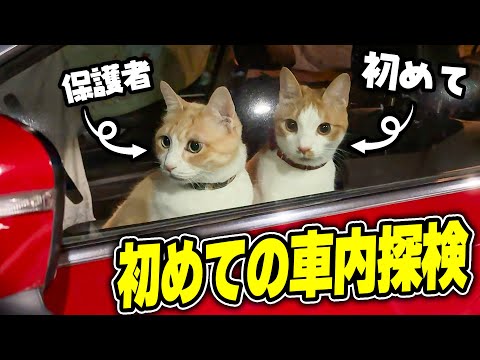 話題沸騰！猫たちの初探検♪車の中でのウキウキ冒険と新手の日本酒