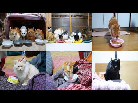 18匹の猫のお食事　260510 サムネイル