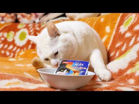 しらたまお食事　260609 サムネイル