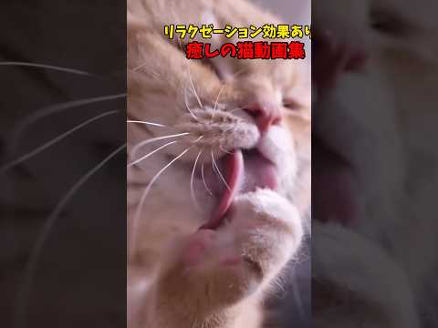 猫♥降臨🙏 サムネイル