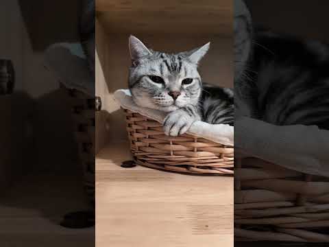 アメショーのラッテ アメショ アメリカンショートヘア 猫のいる暮らし 猫と暮らす家 猫 サムネイル