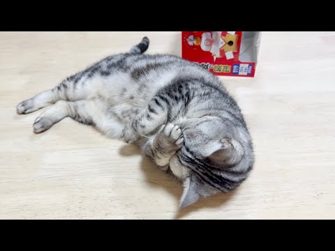 正月から正解に悩むあいちゃん。 サムネイル