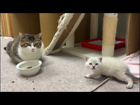 保護猫シェルター新生児室の夜のお世話ライブ