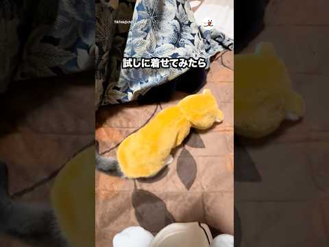 はじめての洋服👔試しに着せてみたら…｜PECO サムネイル