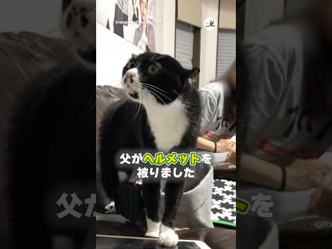 オセロさん、最上級オラオラで父を威嚇する｜PECO サムネイル