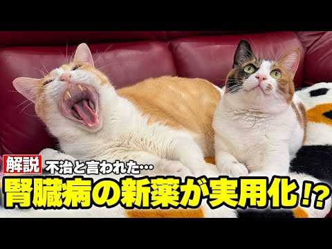 【速報】猫の腎臓病に希望の新薬が年内にも実用化！？何が凄いのか＋飼い主が知るべきポイントを解説します。 サムネイル