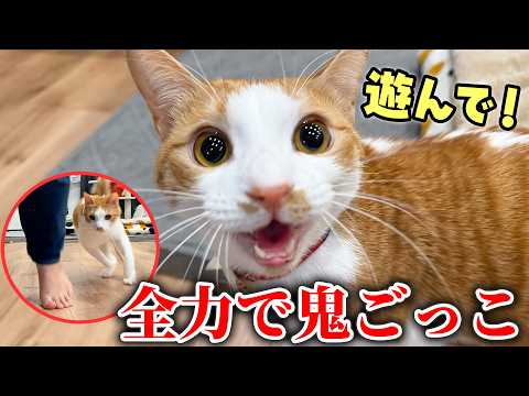 どうしても飼い主と”鬼ごっこ”したい猫と全力で遊んでみたら…。 サムネイル