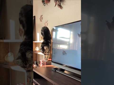アメショーのラッテ アメショ アメリカンショートヘア 猫と暮らす家猫との暮らし猫 サムネイル