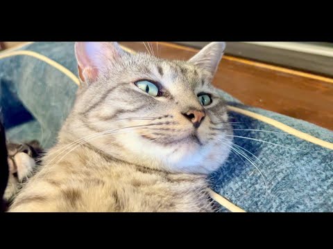 99% Will Get Sleepy in 5 Minutes | Relaxing Cat & Water woo… サムネイル