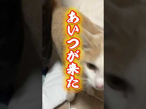 無理矢理やられた猫catsshort球太 サムネイル