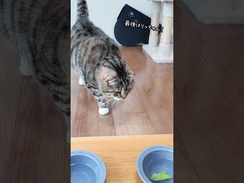 水にレタスを浮かべると猫が水をたくさん飲んでくれるってほんと？我が家のニャンズに試してみた結果🤣🤣🤣 猫 サムネイル