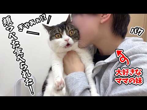 遊びに来た大好きなママの妹に甘えていたら突然食べられちゃった息子猫w