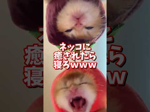 ネッコの動画で癒されたら寝ろｗｗｗ　2ch  動物  猫 癒やし ねこ動画 サムネイル