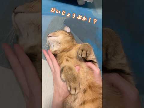 いきなり意識が飛んで伸びてしまった猫がまさかの… サムネイル