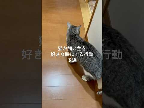 猫が飼い主を好きな時にする行動3選 猫 ねこ 猫好きさんと繋がりたい 猫動画 保護猫 猫好き 雑学 豆知識 VOICE… サムネイル