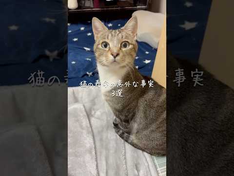 猫の寿命の意外な事実3選 猫 ねこ 猫好きさんと繋がりたい 猫のいる暮らし 猫動画 猫のいる生活 ねこ動画 雑学 豆知… サムネイル