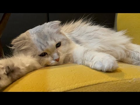 めるちゃんご報告【スコティッシュフォールド】