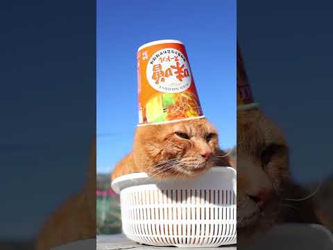 大黒　味噌ヌードル　260322　のせ猫　 cat　 cute　 kitten　 cutecat　 kitty　 an… サムネイル