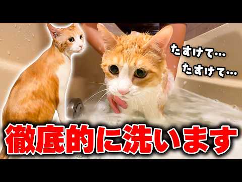 ついにロビンを徹底的に洗う時がやってきました。 サムネイル