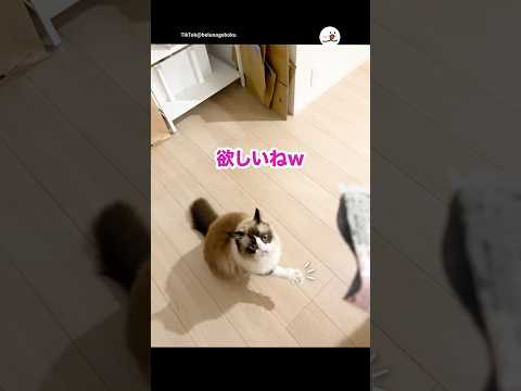 手をあげる猫さん｜PECO サムネイル