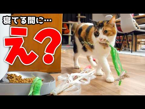 飼い主が寝ている間に、とんでもないことが起こっています。 サムネイル