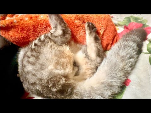 99%が5分で眠くなる😴 猫のゴロゴロCAT×Water Wood ASMR サムネイル