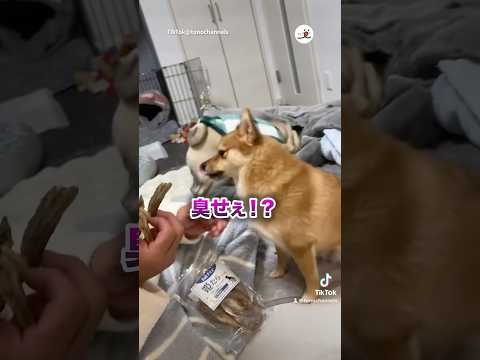 とんちゃんのジレンマ｜PECO サムネイル
