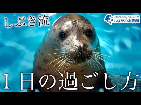 ゴマフアザラシの赤ちゃん～俺の1日～＠しながわ水族館【しぶき】 サムネイル