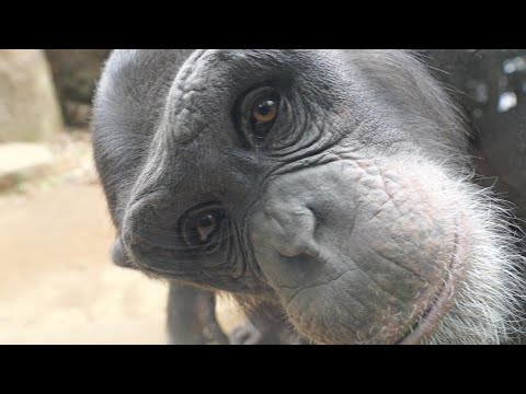 ６年の時が流れても、今でもハルちゃんは天使だ　よこはま動物園ズーラシア　チンパンジー　202512 サムネイル