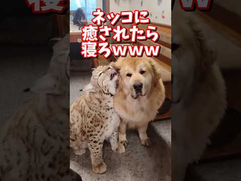 ネッコの動画で癒されたら寝ろｗｗｗ　#2ch  #動物  #猫 #癒やし #ねこ動画 サムネイル