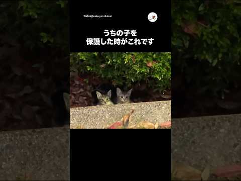 保護した時の動画です🐈｜PECO サムネイル