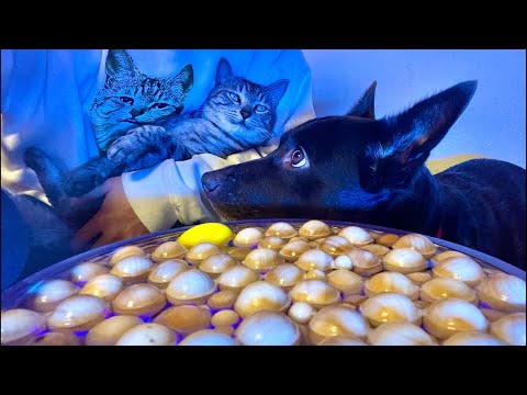 99%が眠くなる｜猫×ウッドボールの音ASMR Deep Relax ASMR｜Cat Purring & Woode… サムネイル