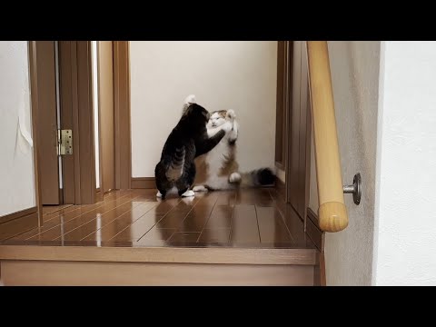 寝室に入れない不満がついつい声にでてしまう猫 サムネイル