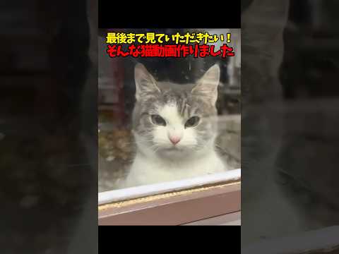 是非…見ていただきたい… 猫 cat cats cute サムネイル