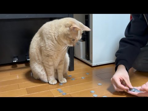 「で、何なん？」と思いつつ息子を見守る健気な猫 サムネイル