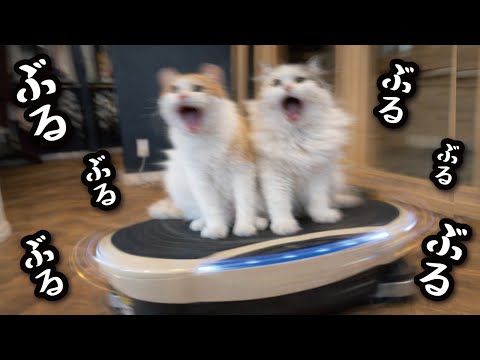 運動不足の猫たちにブルブルマシンに乗ってもらいました サムネイル