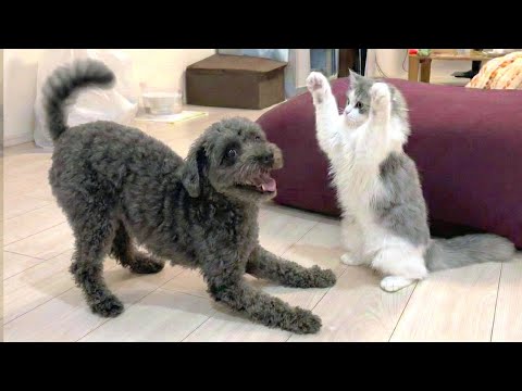 初めて会った保護犬と子猫が親友になった瞬間が尊すぎた！ サムネイル