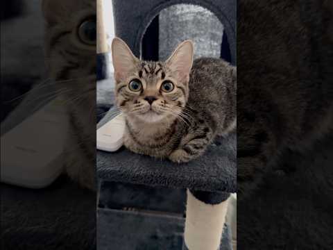 【悶絶】愛猫たちの鳴き声集!! cat 猫 サムネイル