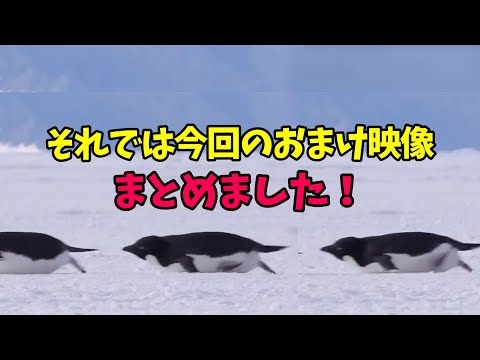 それでは本日のおまけ映像まとめました！ 猫 cat cats cute サムネイル